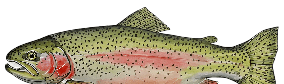 Rainbow Trout